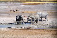 Elefanten am Wasserloch