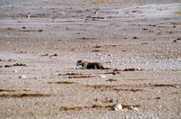 Löwin beobachtet aus der Ferne ihre Beute
