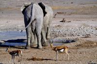 Elefanten, Springböcke und Löwin