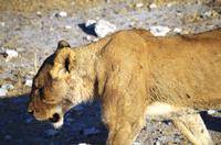 Etosha-Nationalpark - noch mehr Löwen