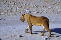 ein Junglöwe hat Durst