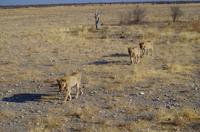 seine Kumpels folgen ihm