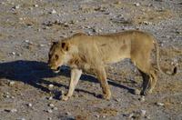 Durst ist schlimmer als Heimweh