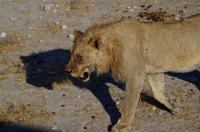 und nun zum Wasserloch