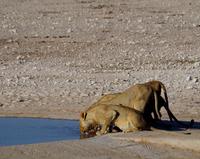 männliche Junglöwen an der Aqua-Bar