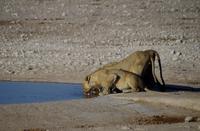 männliche Junglöwen an der Aqua-Bar