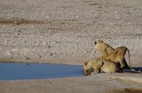 männliche Junglöwen an der Aqua-Bar