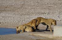 männliche Junglöwen an der Aqua-Bar