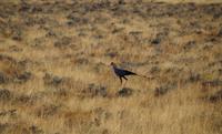 Etosha-Nationalpark - Sekretär