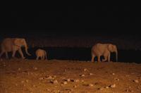 Okaukuejo Camp - abends am Wasserloch