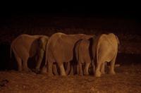 Okaukuejo Camp - abends am Wasserloch