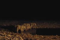 Okaukuejo Camp - abends am Wasserloch