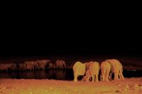 Okaukuejo Camp - nachts am Wasserloch