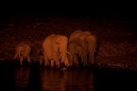 Okaukuejo Camp - nachts am Wasserloch