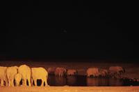 Okaukuejo Camp - nachts am Wasserloch