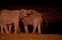 Okaukuejo Camp - nachts am Wasserloch