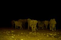 Okaukuejo Camp - nachts am Wasserloch