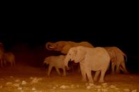 Okaukuejo Camp - nachts am Wasserloch