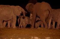 Okaukuejo Camp - nachts am Wasserloch