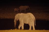 Okaukuejo Camp - nachts am Wasserloch