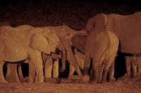 Okaukuejo Camp - nachts am Wasserloch