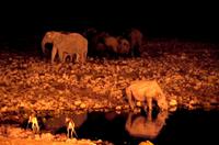 Okaukuejo Camp - noch später am Wasserloch