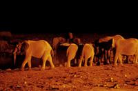 Okaukuejo Camp - nachts am Wasserloch