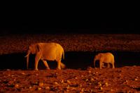 Okaukuejo Camp - nachts am Wasserloch
