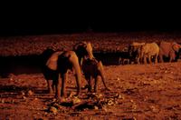 und eine neue Herde löst ab