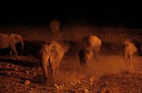 die sind etwas stürmischer...