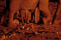 Okaukuejo Camp - Babyelefant gut behütet