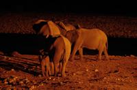 Okaukuejo Camp - nachts am Wasserloch