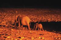 Okaukuejo Camp - nachts am Wasserloch