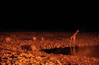 Okaukuejo Camp - noch später am Wasserloch