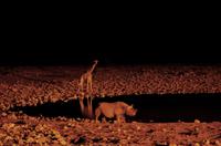 Okaukuejo Camp - noch später am Wasserloch