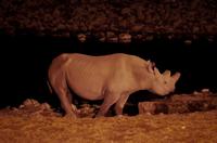 Okaukuejo Camp - noch später am Wasserloch