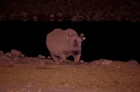 Okaukuejo Camp - noch später am Wasserloch