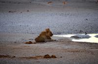 Etosha-Nationalpark - Herr Löwe am Wasserloch