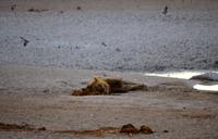 Etosha-Nationalpark - Herr Löwe am Wasserloch