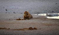 Etosha-Nationalpark - Herr Löwe am Wasserloch