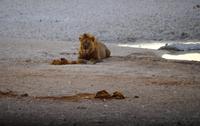 Etosha-Nationalpark - Herr Löwe am Wasserloch