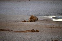 Etosha-Nationalpark - Herr Löwe am Wasserloch