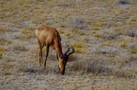 Etosha-Nationalpark - Kuhantilope