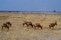 Etosha-Nationalpark - Kuhantilopen