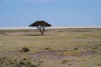 Etosha-Nationalpark - ganz typisch