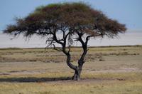 Etosha-Nationalpark - Schirmakazie