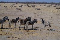 Etosha-Nationalpark - Steppenzebras