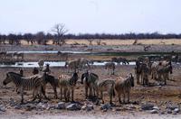 Etosha-Nationalpark - besetztes Wasserloch Rietfontein