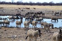 Etosha-Nationalpark - besetztes Wasserloch Rietfontein