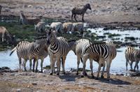 Etosha-Nationalpark - besetztes Wasserloch Rietfontein